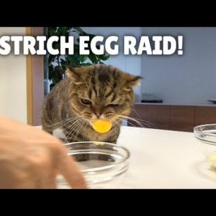 I Cooked a Massive Ostrich Egg for My Cats! | Kittisaurus