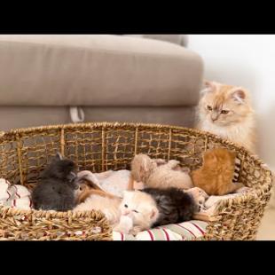 Dad Cat Protects his Baby Kittens [Cuteness Overload]