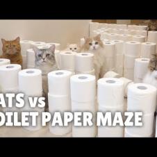 Cats vs Breakable Maze