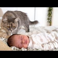 Cat Meets Newborn Baby for the First Time