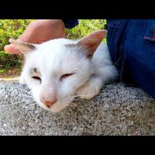 植込みの石段に猫がいたので隣に座ったら頭を擦り着けてきてカワイイ