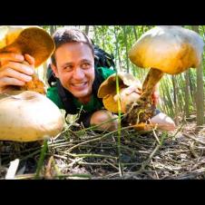 Head-Sized MUSHROOMS!! 🍄  Pick + Cook 3 Ways - LOCAL FOOD DELICACY!!