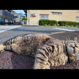 漁港の街の猫ちゃん、モフられにきた