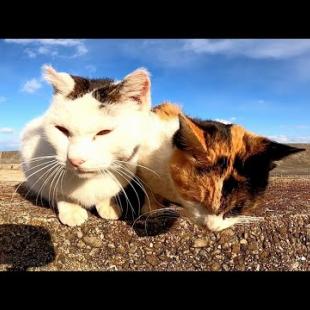 猫島で出会った仲良し野良猫、二人同時腰トントンで喜ぶ