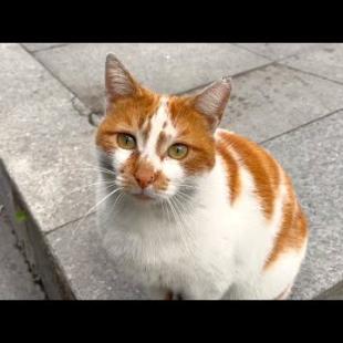 Orange cat with spotted color, meowing enthusiastically