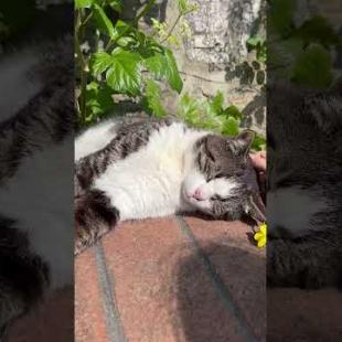 We gift flowers to a street cat that is taking a siesta #catshorts #shorts #cat #cats #kitten #cute