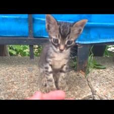 Tiny, homeless kittens meet their mother's milk in a back street