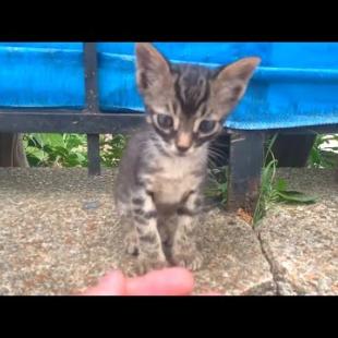 Tiny, homeless kittens meet their mother's milk in a back street
