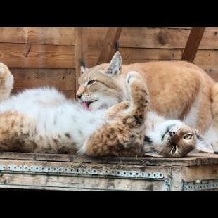 НЕВЕРОЯТНО МИЛЫЕ РЫСИ / Сингапура принесла котят на кровать