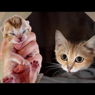 НОВЫЕ КОТЯТА БАРХАННОЙ КОШКИ ГЛАШИ / Рысь прячется от Артека