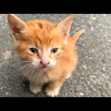 💕🐈 Self-Sacrifice Mother Cat Adopts Orphaned Kitten – Your Eyes Will Be Filled with Tears