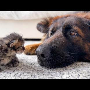 German Shepherd Reaction to Baby Kitten [Cutest Dog React Ever]