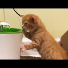 Kitten Obsessed With Water And Loves To Drink