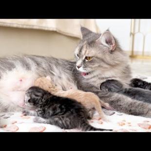 Mom Cat Calling Her Newborn Kittens