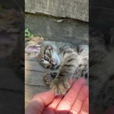 Cute kitten gives me a high five with her paws #shorts #catshorts #cats #cat #kitten #cute