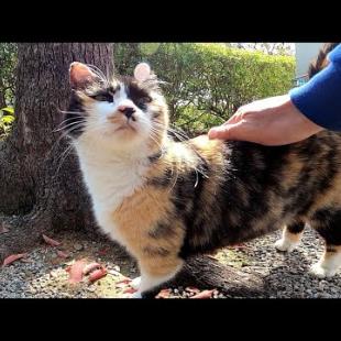 神社の境内に三毛猫がいたのでナデナデしたら膝の上に乗ってきた