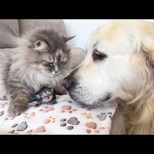 Golden Retriever Are So Excited About Newborn KITTENS!