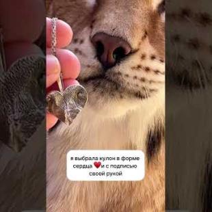 ​@Kotomama_official  Носик рыси для всех! Скидка 50%  (на сутки) по промокоду: bobcat