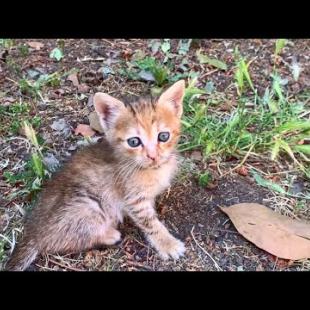 So Innocent You Can't Stop Loving! Newborn Kittens 😻💛