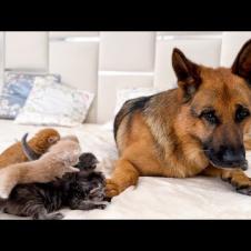 Tiny Kittens Attack German Shepherd [Cutest Attack Ever]