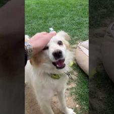 The careless cat does not react to the cute dog at all #shorts #catshorts #cat #cats #kitten #dog