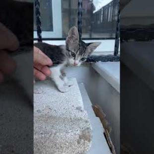 😼🎮 “Playtime is Sacred! Don’t Disturb Me! 😹#shorts #kitten #cat #catlove #cute #animals