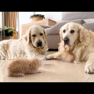 KITTEN Meows CONFUSE Two Golden Retrievers!