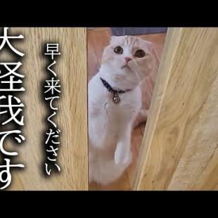 朝から猫が何かを訴えてくるのでついて行ったら...