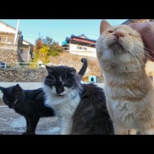 猫島の山の中腹にある空地にいた猫ちゃんたち、人が来るととりあえず集まってくる