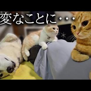 いつもより１時間遅く帰宅したら子猫と犬達が寂しくてこうなります...