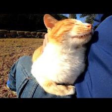 公園のベンチに座ったら遠くから野良猫がトコトコとモフられにきた