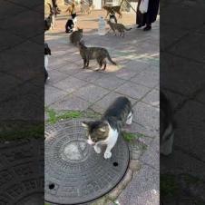 Very cute street cats meow who loves to eat rice #shorts #kitten #cute #animals #cat #catshorts