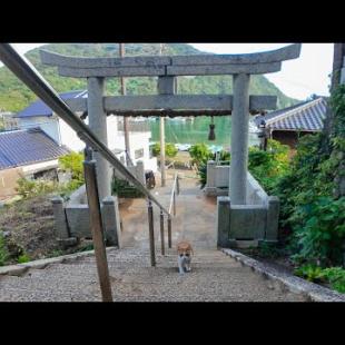 歩き疲れて神社の階段で休憩していると来てくれる猫がいて癒やされた