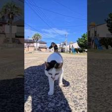 三毛猫ちゃんがこっちにトコトコ歩いてきた