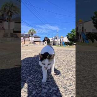 三毛猫ちゃんがこっちにトコトコ歩いてきた