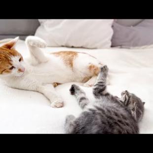 Kitten's Hilarious Antics Drive Older Cat Crazy!