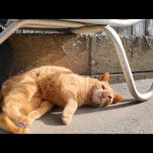 路地裏で神社猫ちゃんに会ったので一緒に神社に行ってきた