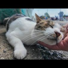 人間にはデレデレ甘えるのに猫には厳しい猫島の猫