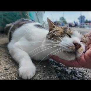 人間にはデレデレ甘えるのに猫には厳しい猫島の猫