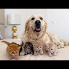 KITTENS and Dog Become INSEPARABLE Friends!