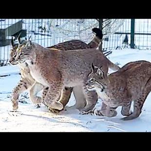 РЫСЕНОК ИЗЮМ ПЫТАЕТСЯ ЗАЛЕЗТЬ НА КРЫШУ / Собака играет с рысями