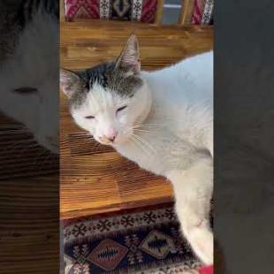 Homeless cat lying on the cafe table, taking a siesta #shorts #catshorts #cat #cats #kitten #cute