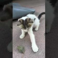 🎯🐱 Cuteness Explosion! Kitten Wants to Play#short #kitten #cat #catlove #cute #animals