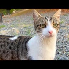 Cute mother cat wants food and attention