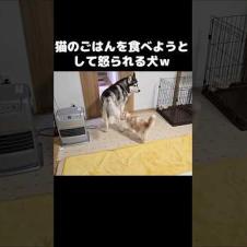 猫のごはんを食べようとして怒られる犬...笑#shorts