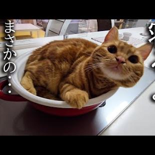 「寝るよ！」と言うと鍋に移動して寝る子猫が可愛い...