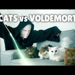 Cats vs Voldemort