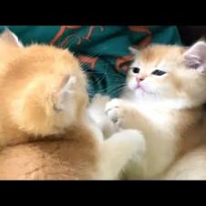 Sweet Cute Kittens Play Fighting