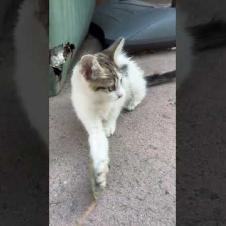 Play Break with Little Cat Hunter! 😻☕🐾#short #kitten #cat #catlove #cute #animals