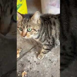 You will be amazed by the beautiful eyes of the pregnant cat #shorts #cat #cats #kitten #catshorts